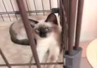 丰满身shen材巨.乳妹mei子女仆双人啪pa啪口-交足交射完一次自[zi]慰一番再来一发很是诱惑喜欢不要错过