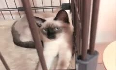 丰满身shen材巨.乳妹mei子女仆双人啪pa啪口-交足交射完一次自[zi]慰一番再来一发很是诱惑喜欢不要错过